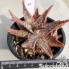 Aloe Bright Star