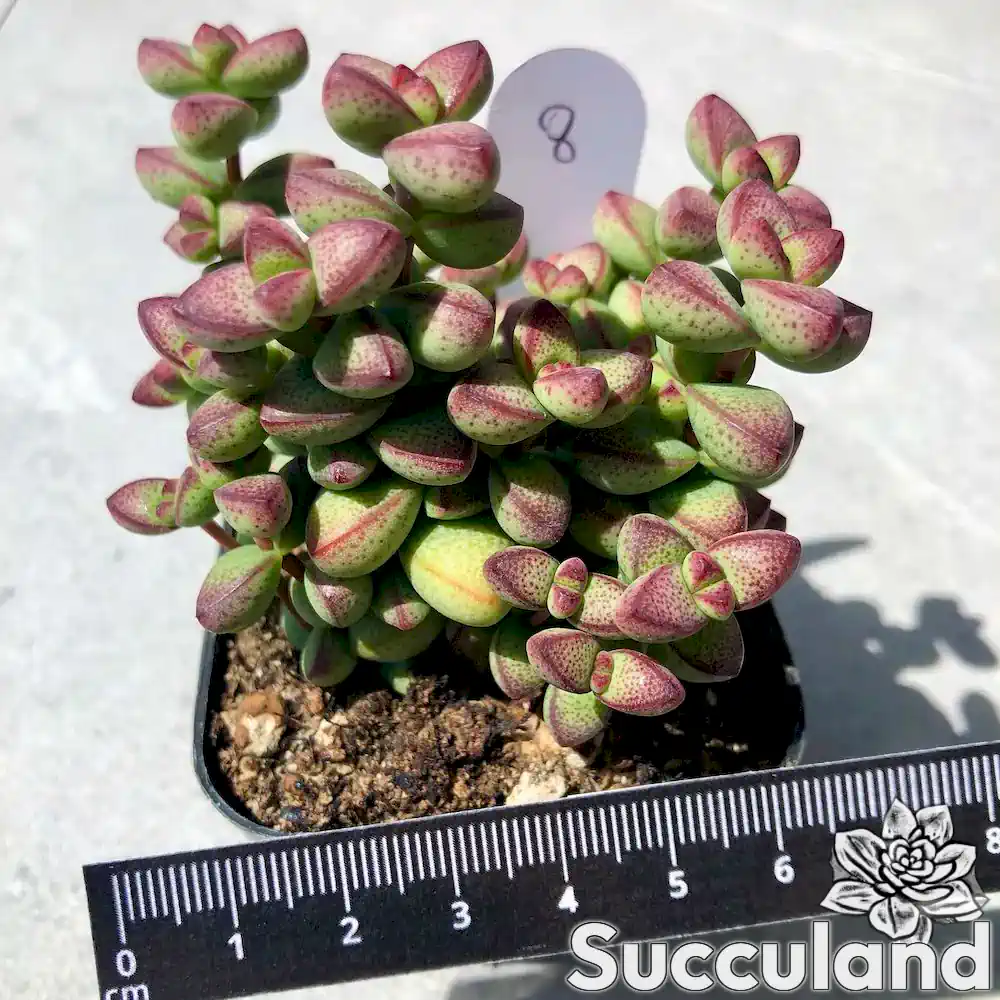 Crassula Brevifolia Baby Bells Succulent