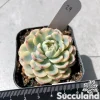 Echeveria Minima Variegated