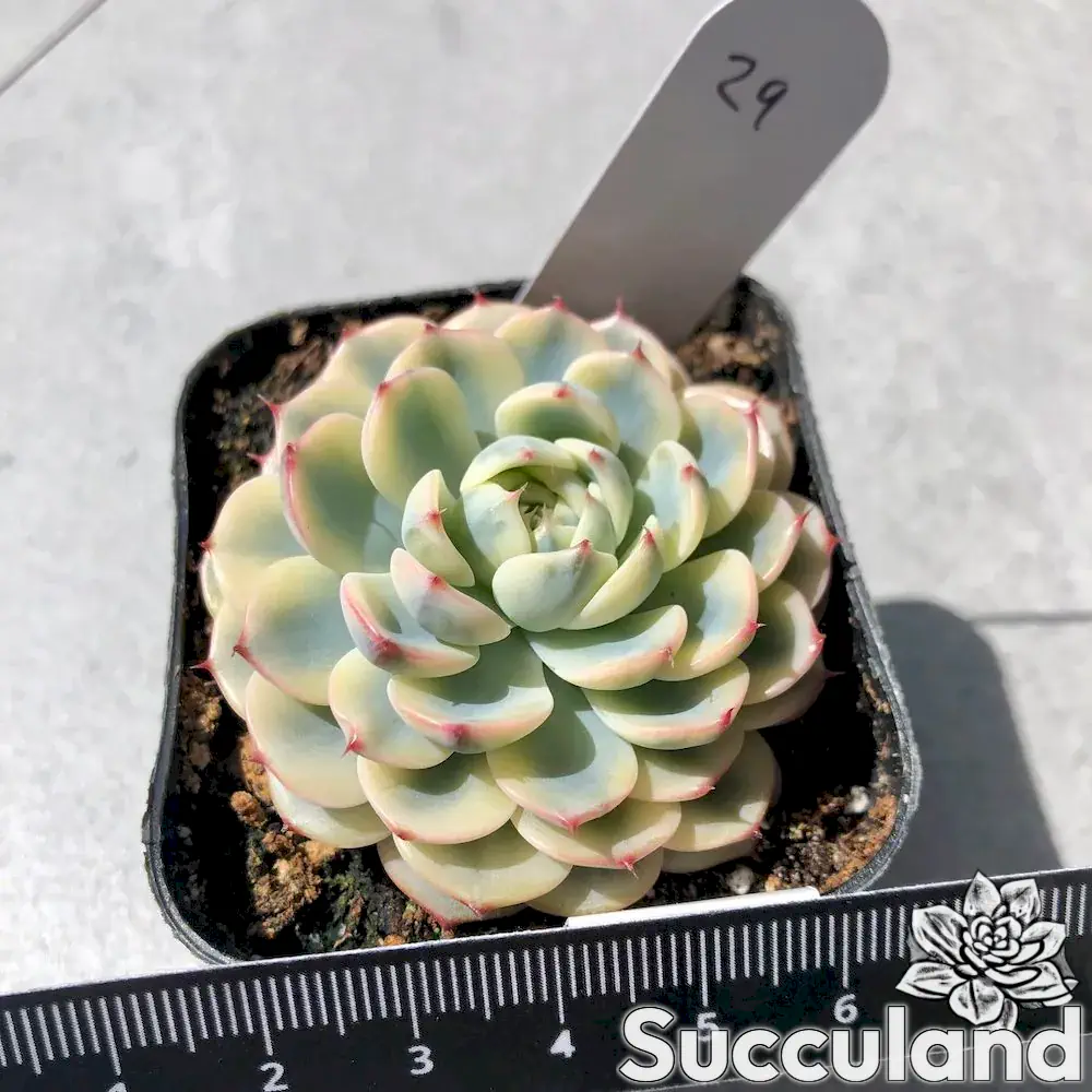 echeveria minima variegated succulent