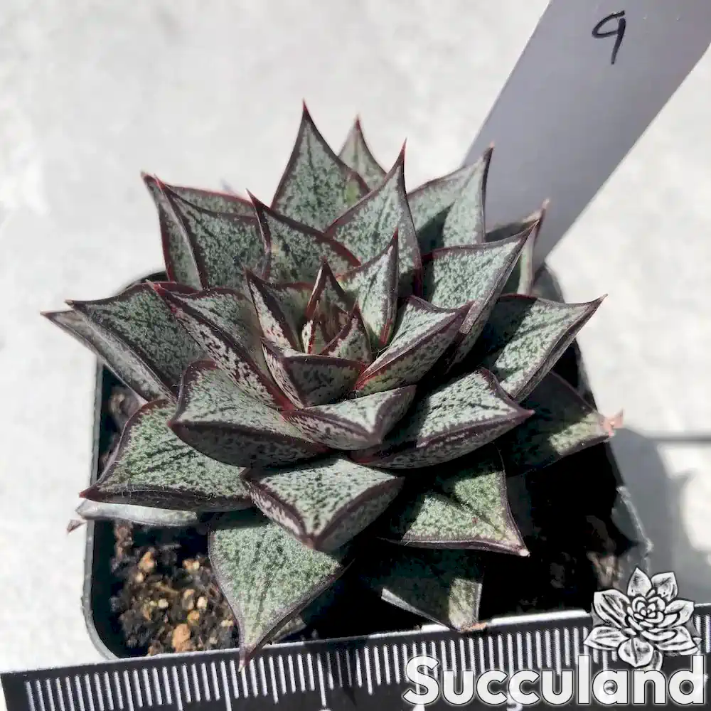 Echeveria Purpusorum White Form succulent