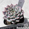 Echeveria Cuspidata Var. Zaragozae