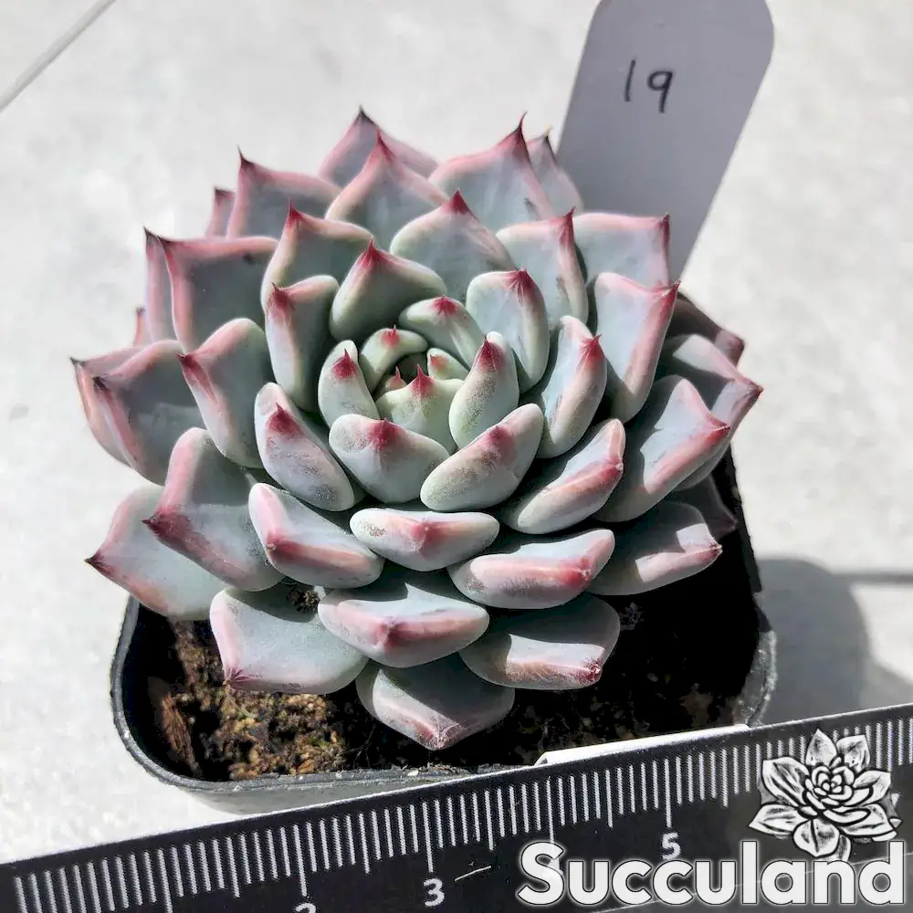 echeveria cuspidata zaragozae succulent