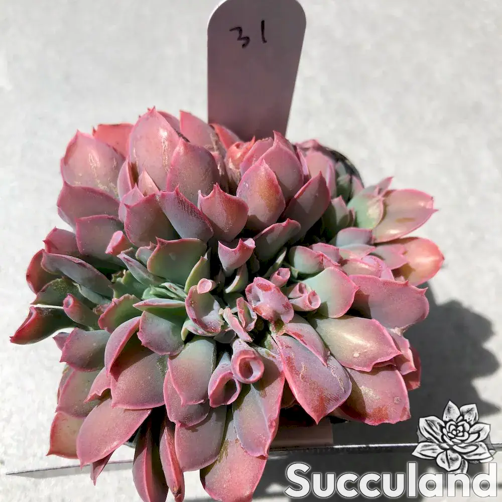 echeveria trumpet pinky crested succulent