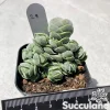Crassula Pangolin