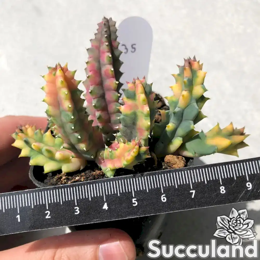Variegated Huernia Zebrina Succulent