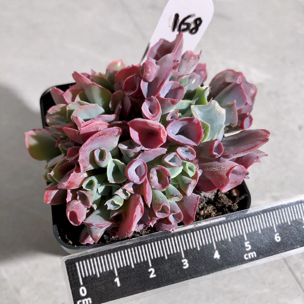 Echeveria Trumpet Pinky Crested