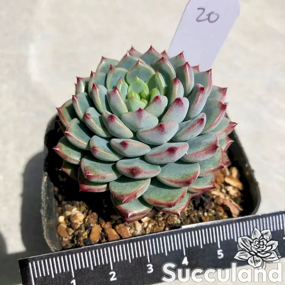 sedeveria blue elf succulent