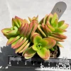 Crassula Capitella 'Campfire'