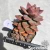 Graptosedum California Sunset