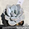 Echeveria Asante Sana