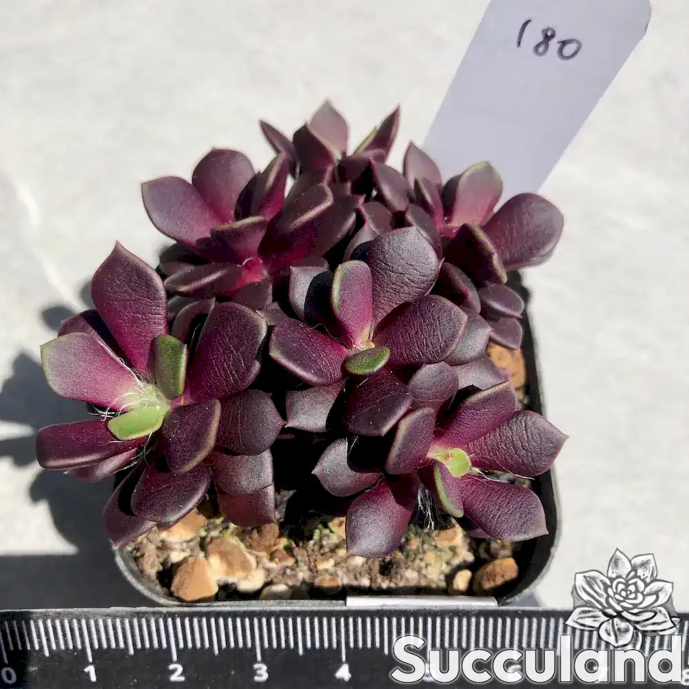 anacampseros rufescens succulent