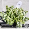 Cotyledon Pendens – Cliff Cotyledon
