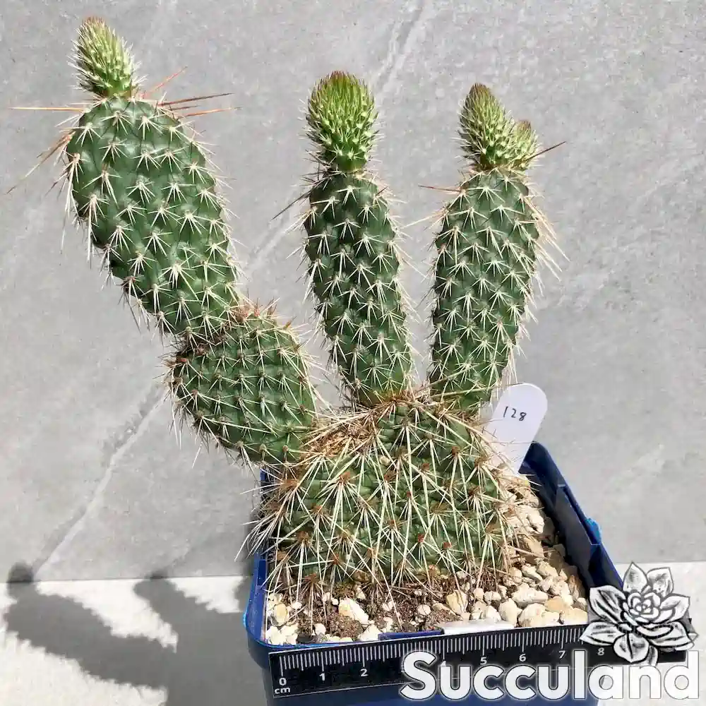 Opuntia Polyacantha Pink cactus