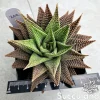Haworthiopsis Limifolia Var. Striata