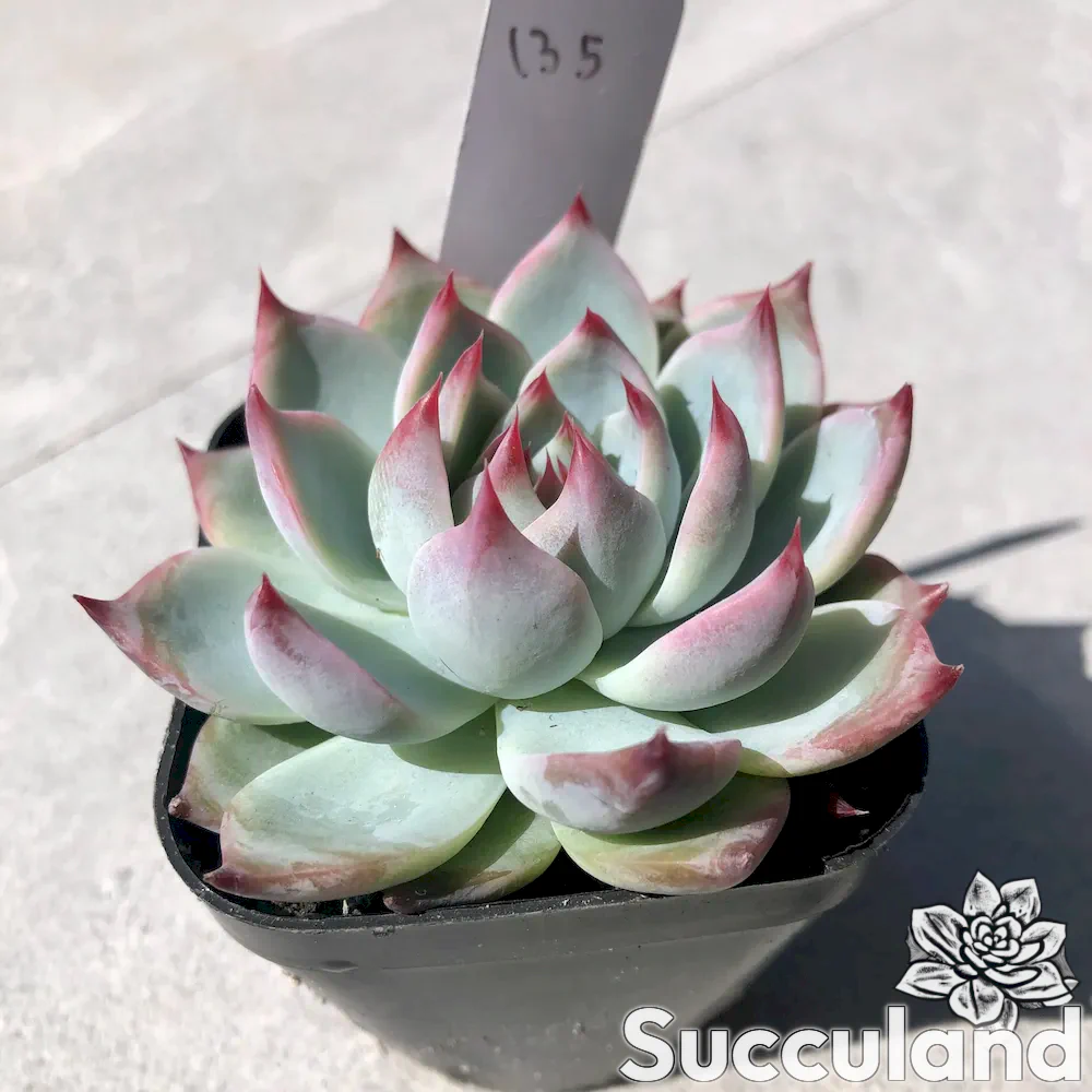 echeveria momotarou succulent