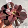Echeveria Autumn Flame