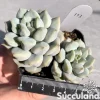 Echeveria Choux Cream
