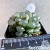 Haworthia Cooperi Var Truncata