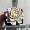 Echeveria Runyonii “Akaihosi” Variegated