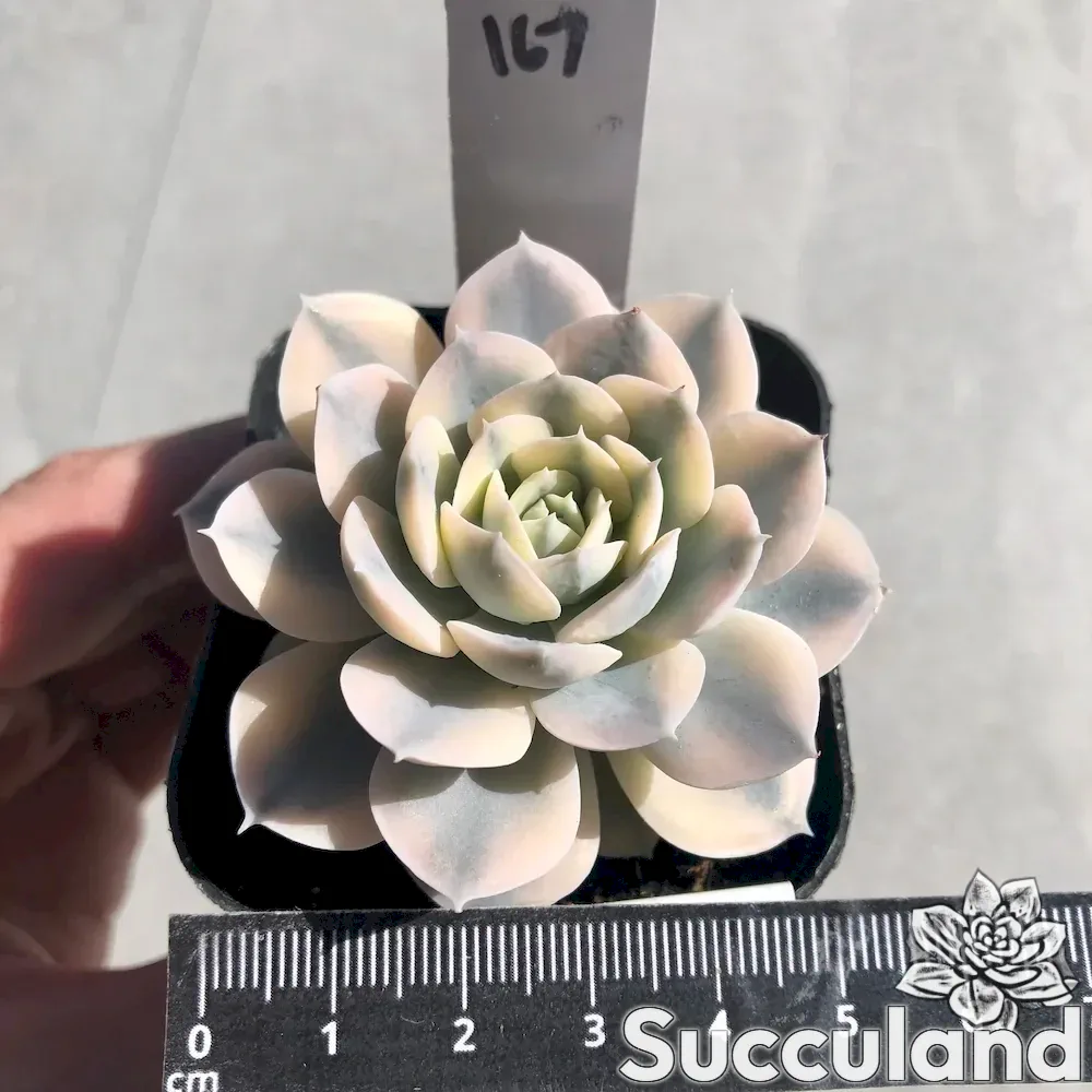 Echeveria Ruyonii Akaihosi Variegated succulent