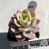 Echeveria Pink Bella Variegated