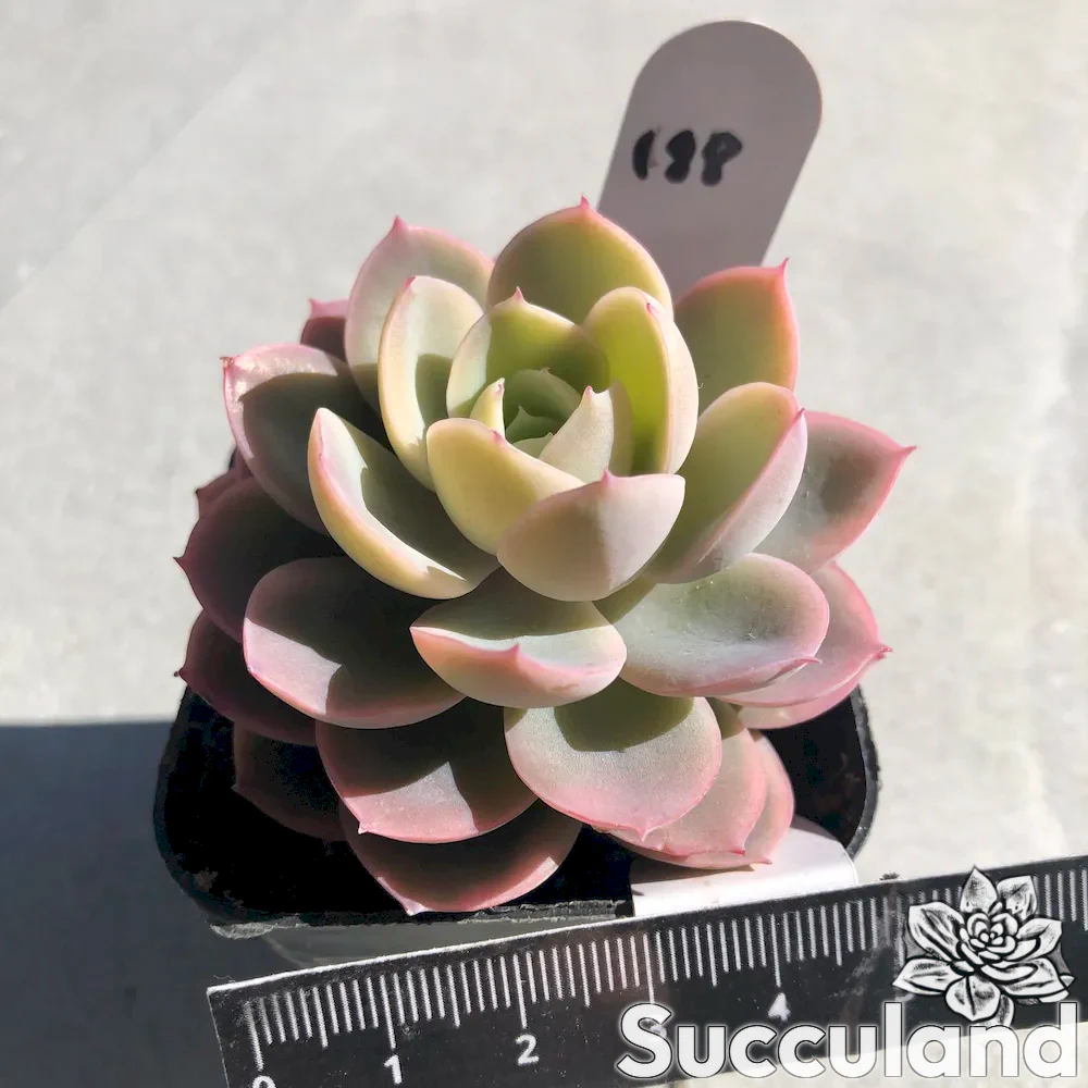 echeveria pink bella variegated succulent
