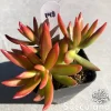 Sedum Adolphi