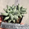 Pachyphytum Compactum - Little Jewel