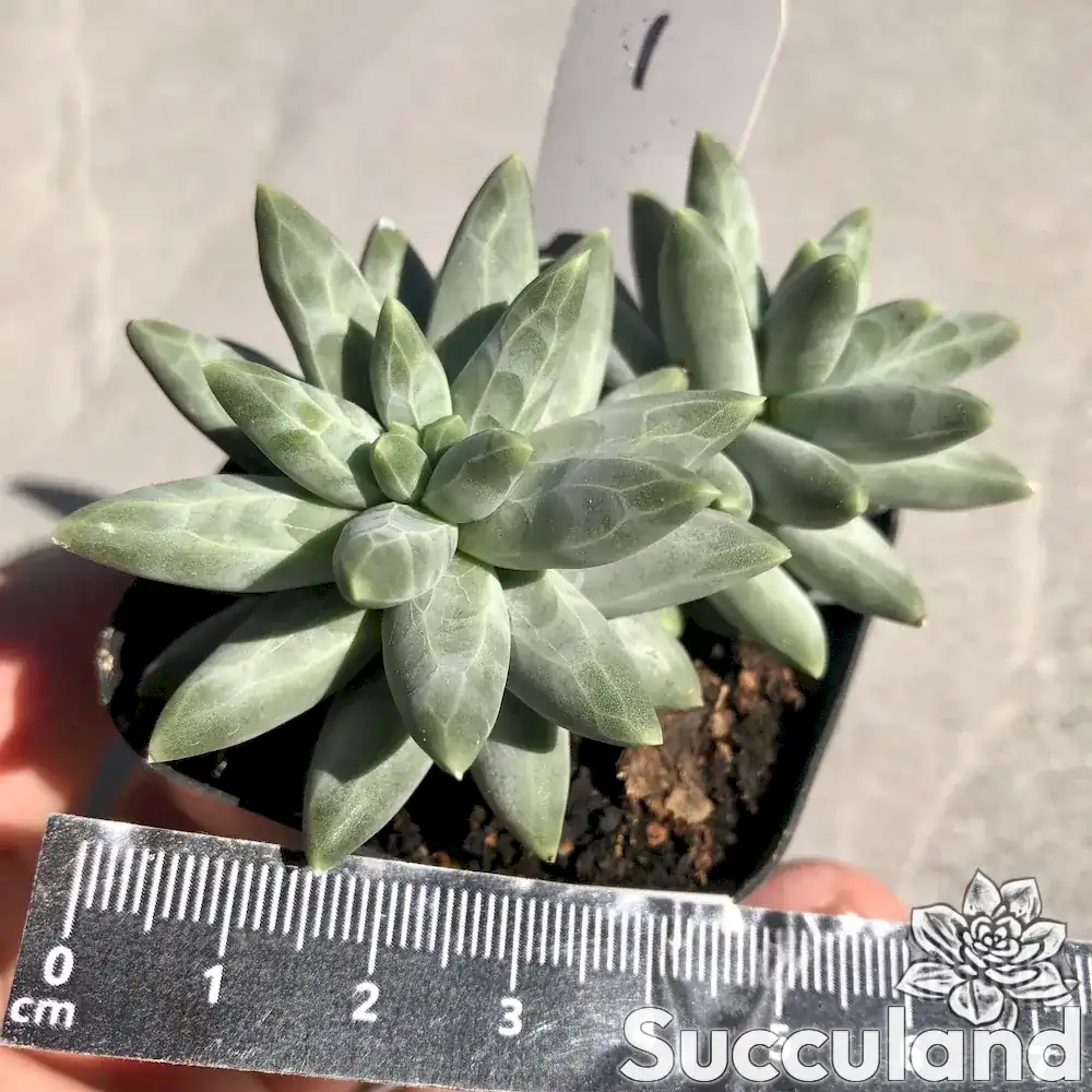 Pachyphytum Compactum little Jewel succulent
