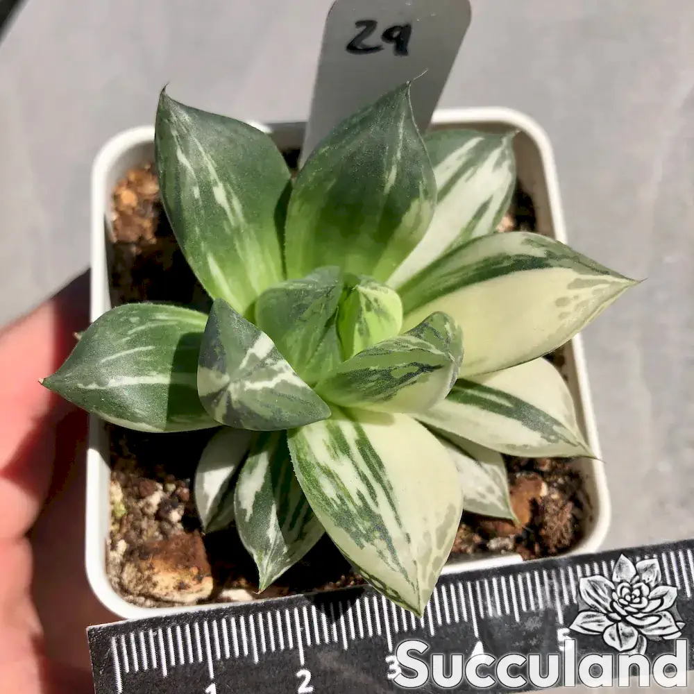 Variegated Haworthia Cuspidata succulent