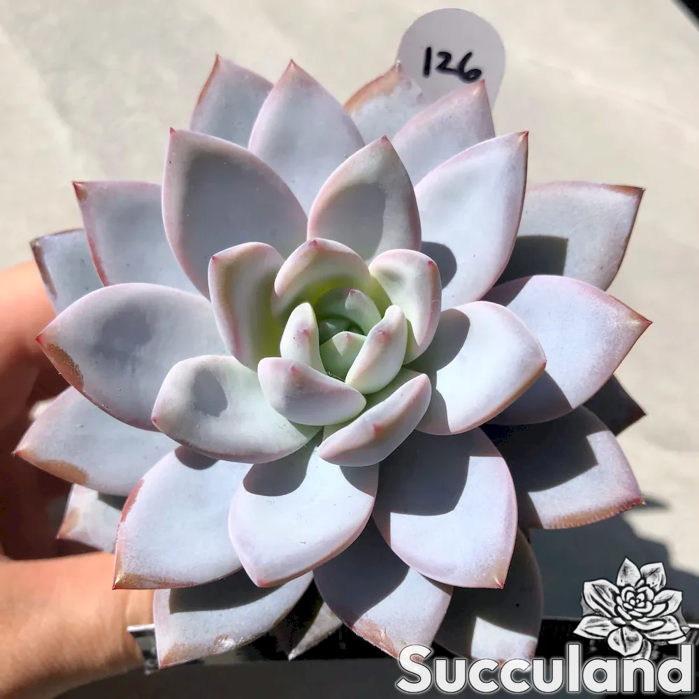 echeveria snow angel succulent