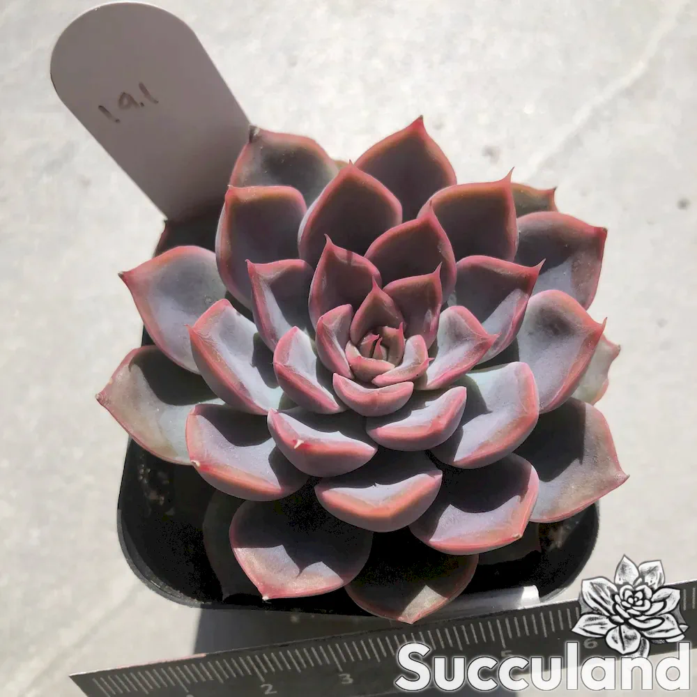 echeveria orion succulent