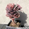 Echeveria Suyon