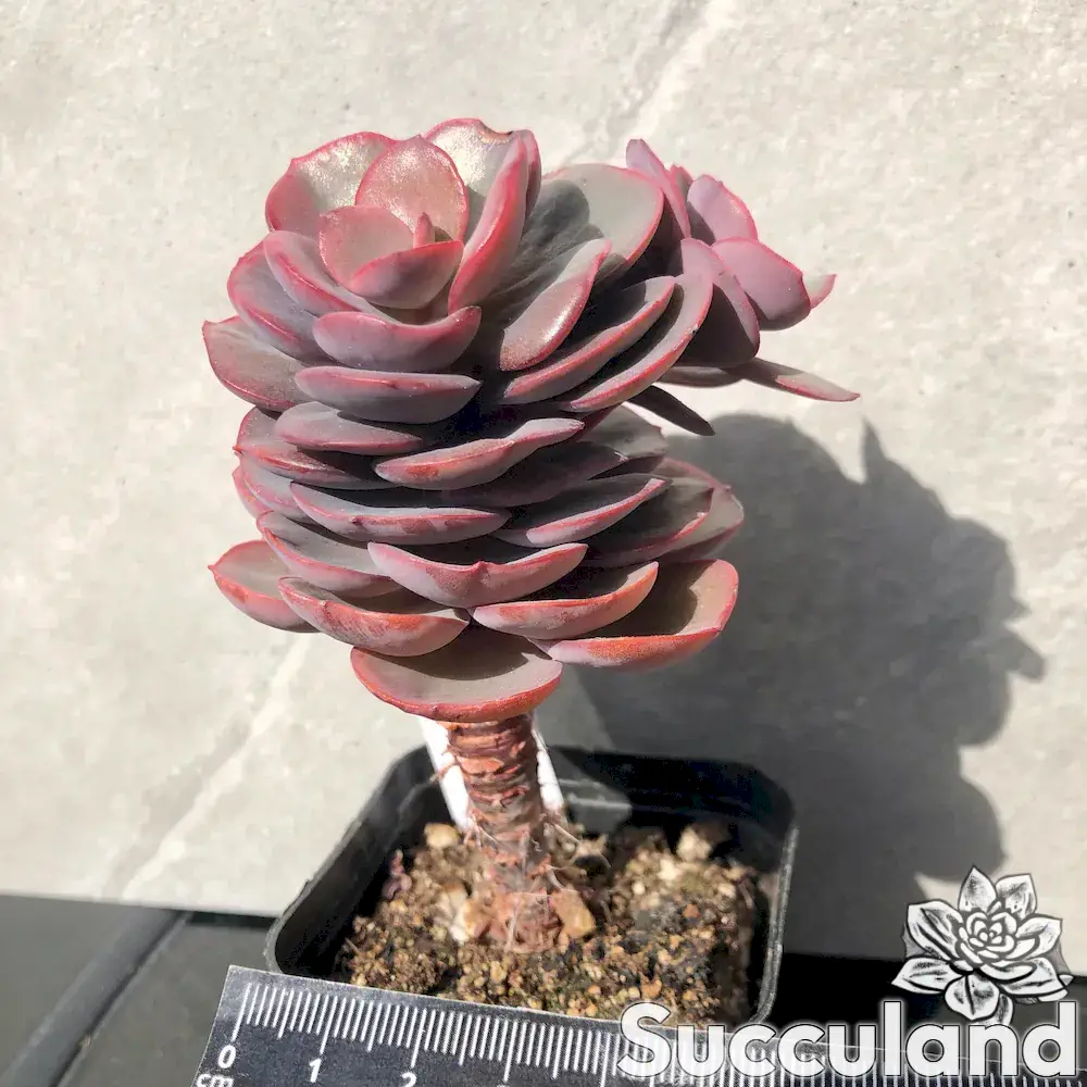 echeveria suyon succulent