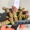 Crassula Baby Necklace