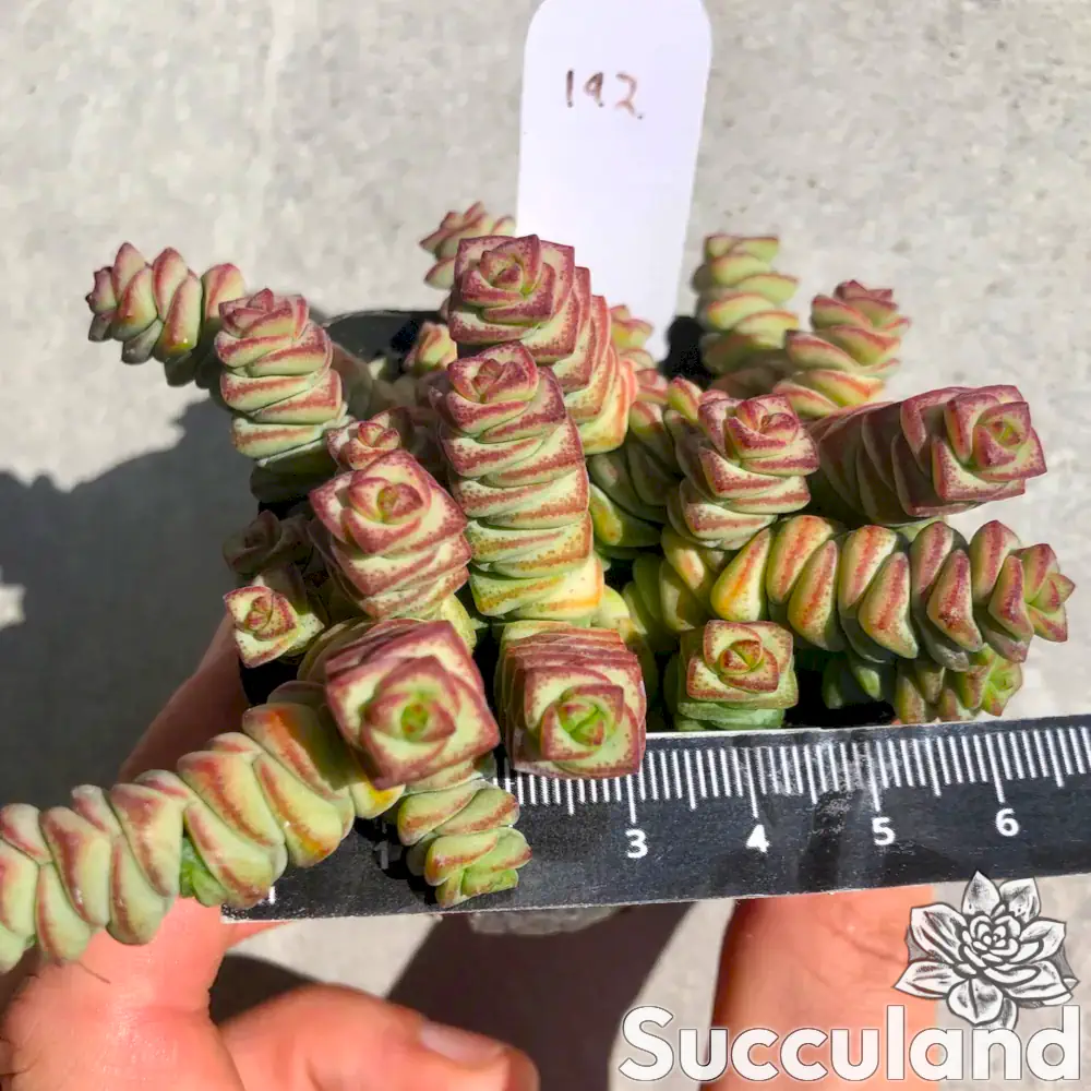 Crassula Baby Necklace Succulent