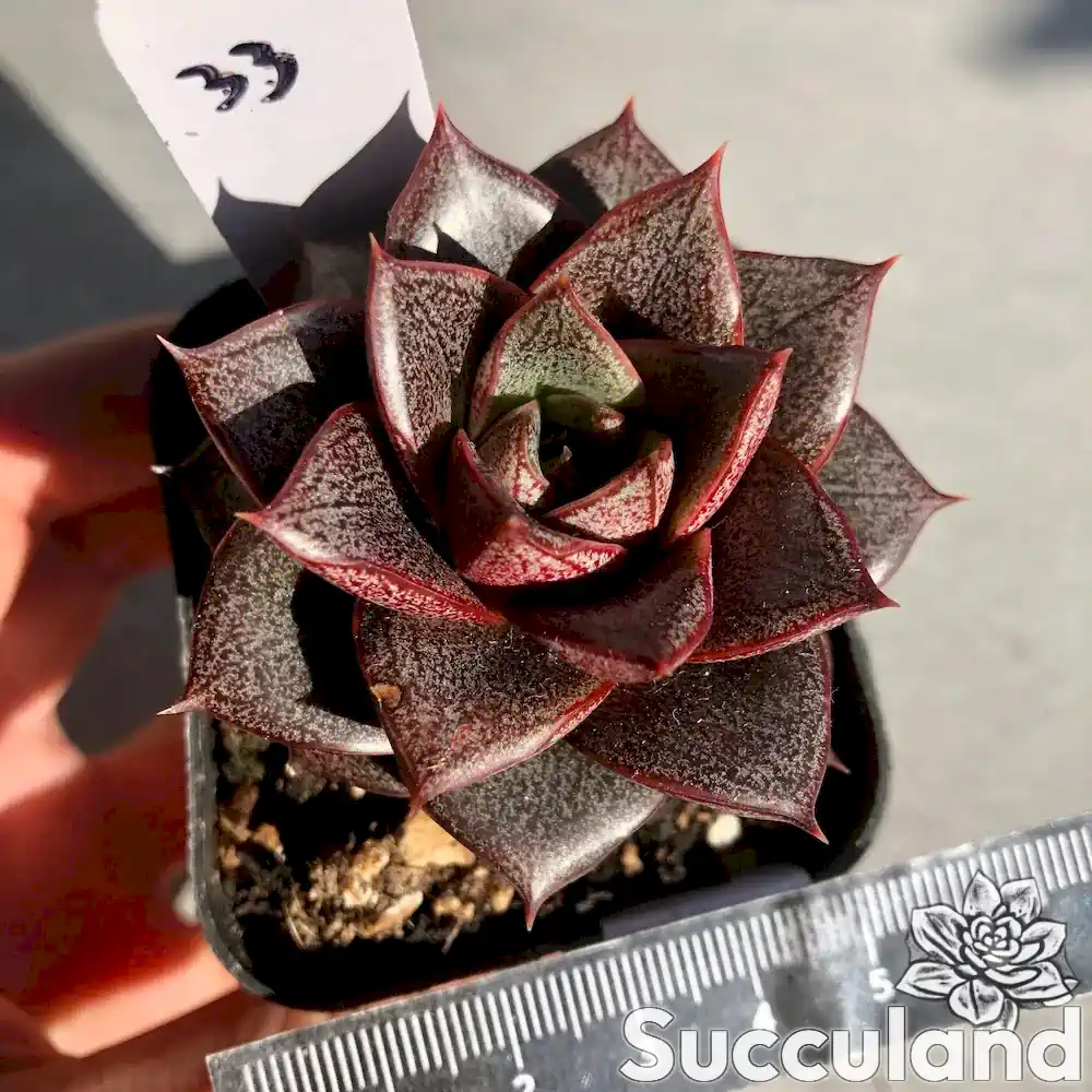 echeveria dionysus succulent