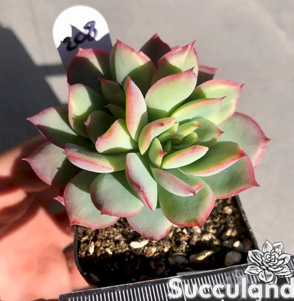echeveria luella succulent