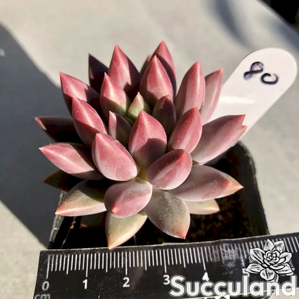 Pachyveria Pink Cheese Blood Romeo succculent