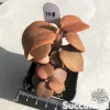 Kalanchoe Orgyalis - Copper Spoons