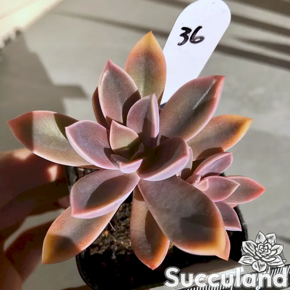Graptoveria Fred Ives succulent