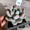 Echeveria Grosso