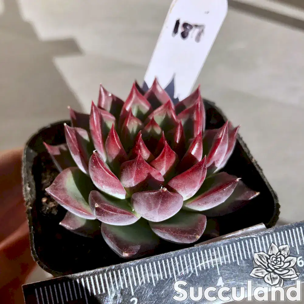 echeveria fire pillar succulent