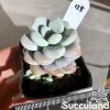 Pachyveria Rococo
