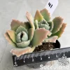 Kalanchoe Millotii - Velvet Soft Leaf