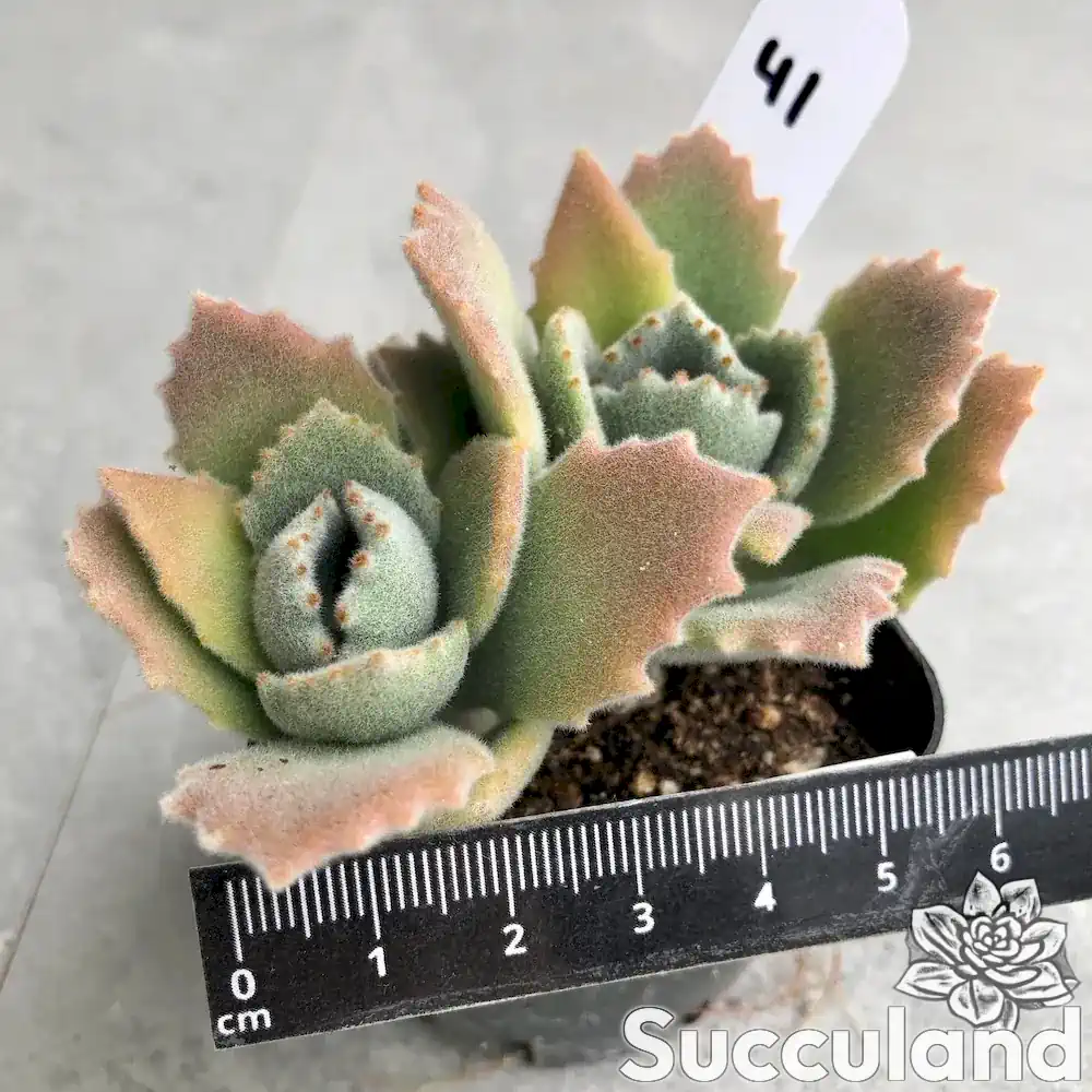 kalanchoe milotii succulent