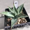 Agave Havardiana (Very Cold Hardy)