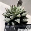Haworthia Cooperi 'Purple Painting'