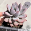Graptoveria Opalina Superba (Red-Tip)